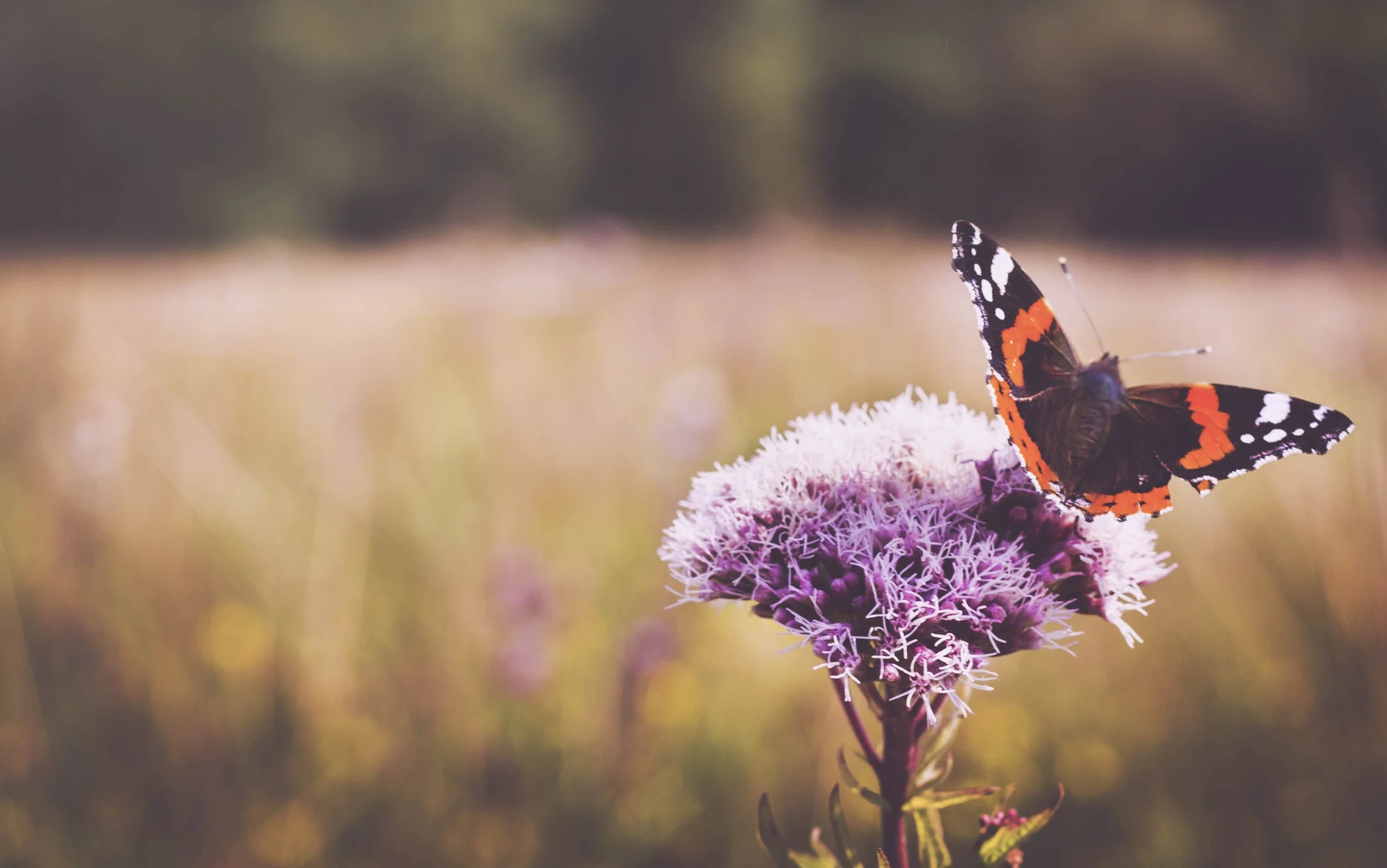 The Boy and the Butterfly: The Struggle Makes Us Stronger