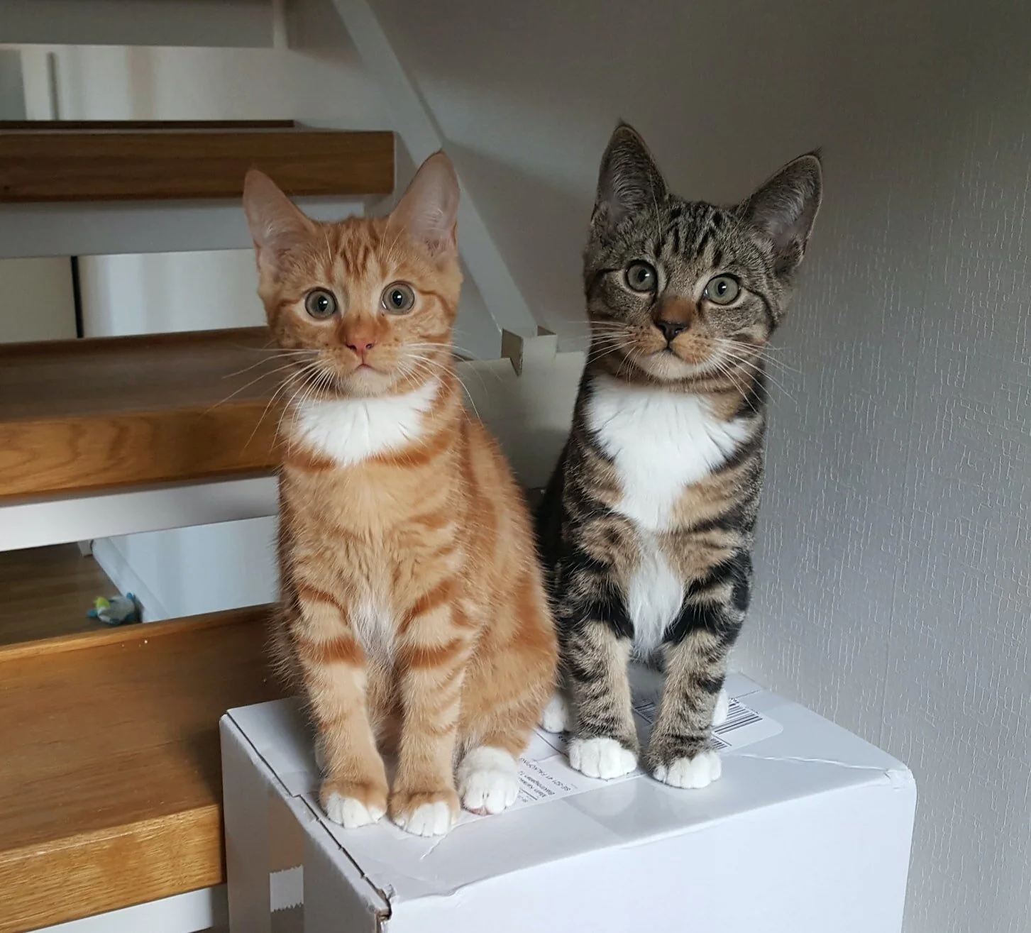 We Are All Cats, Aren’t We?