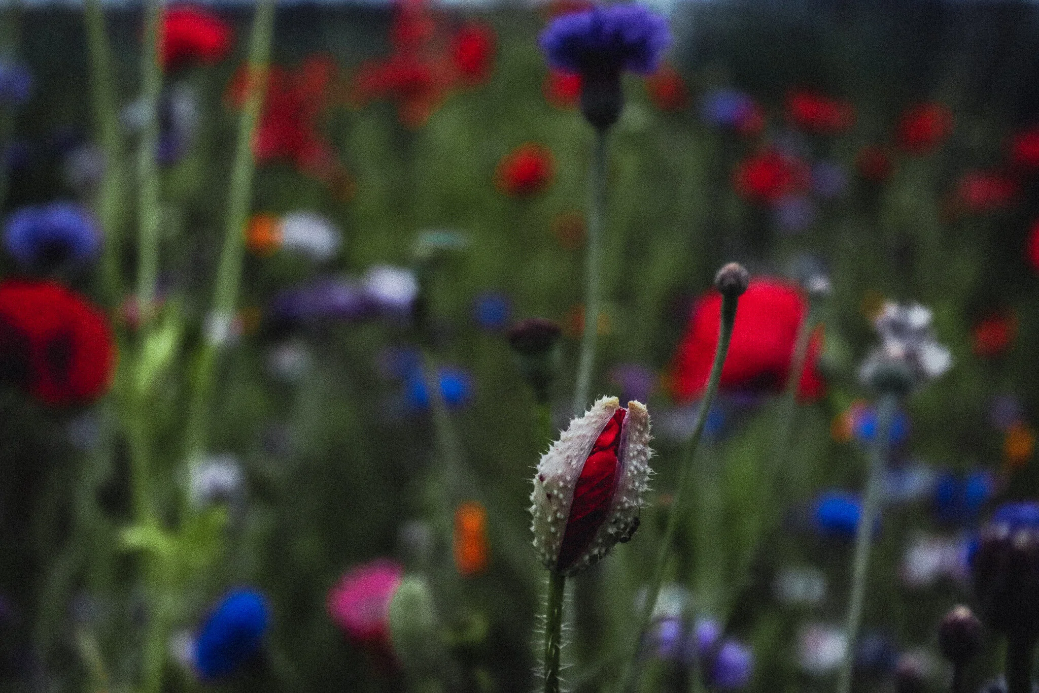 Photo by Tiffany Davidson; Taken outside The George Washington Inn near Sequim, Washington