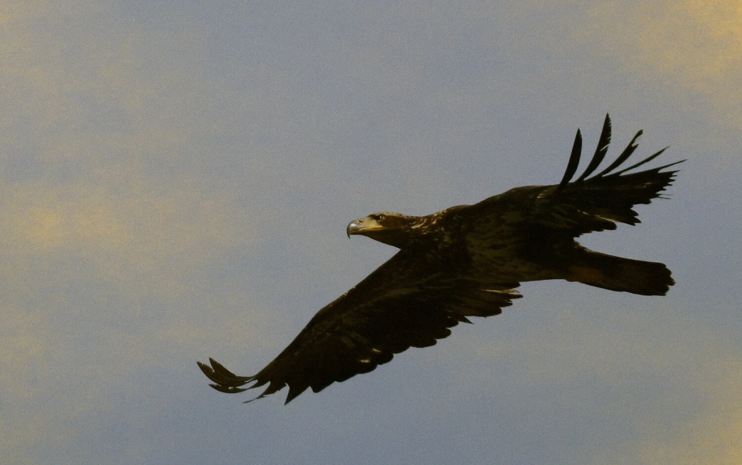 Photo by Tiffany Davidson; Golden Eagle near Sequim, Washington