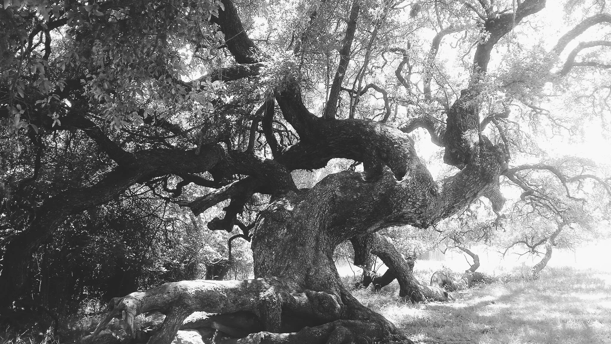 Photo by Tiffany Davidson; elderly oak tree in Texas