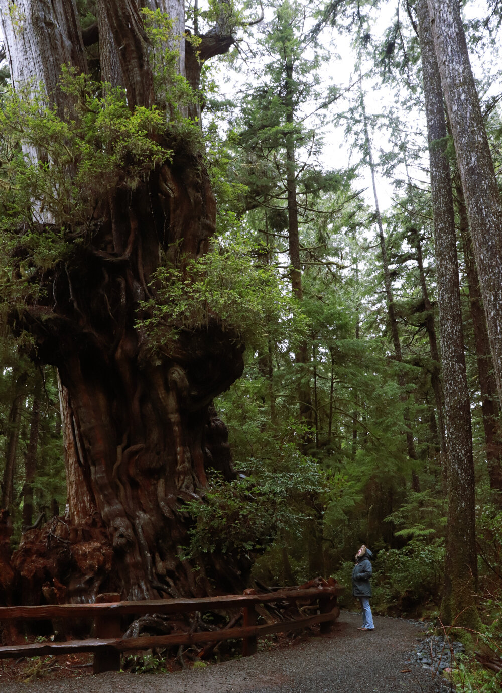 Standing beside a very large Cedar friend.