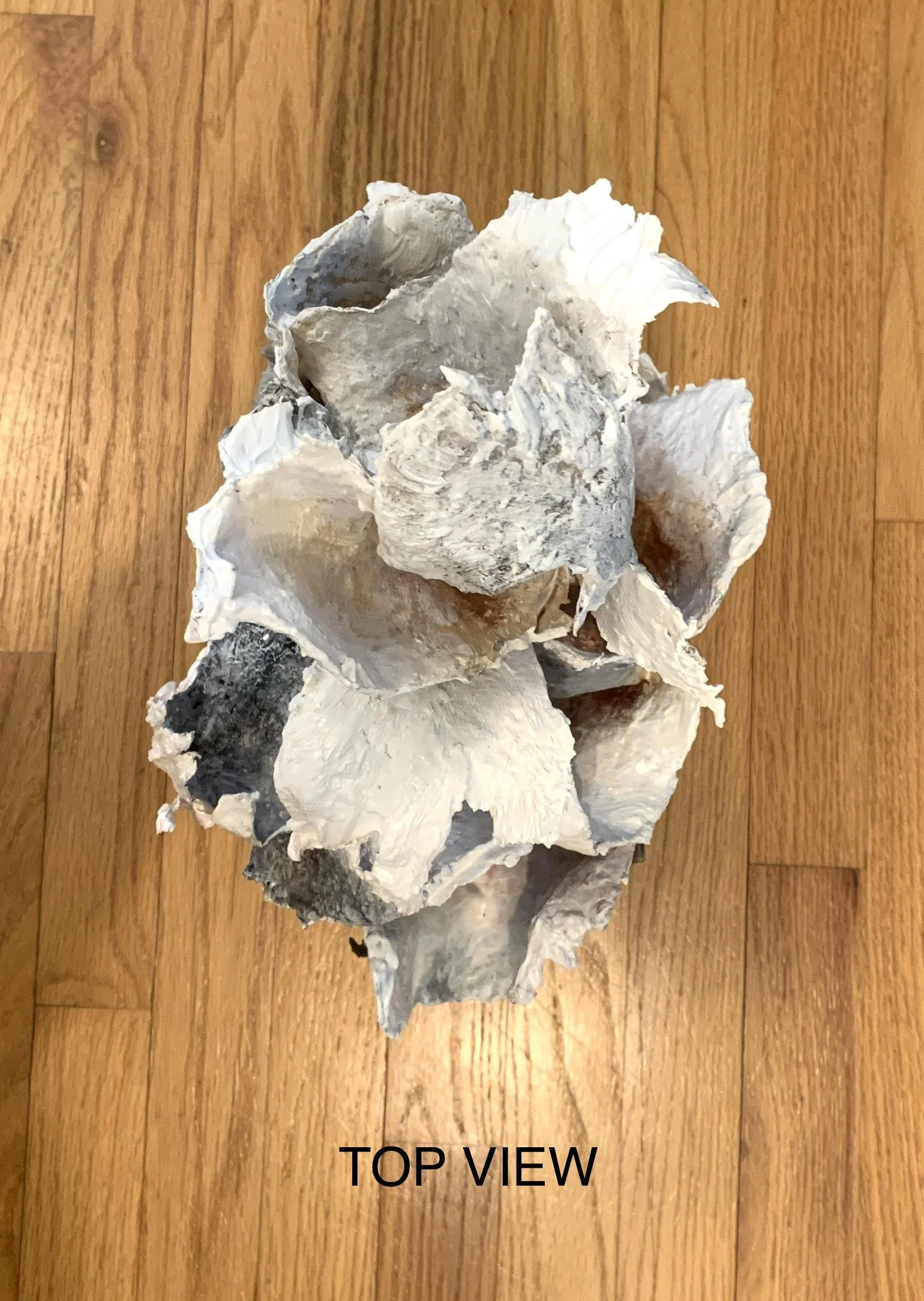 coastal forms 1 d.jpg