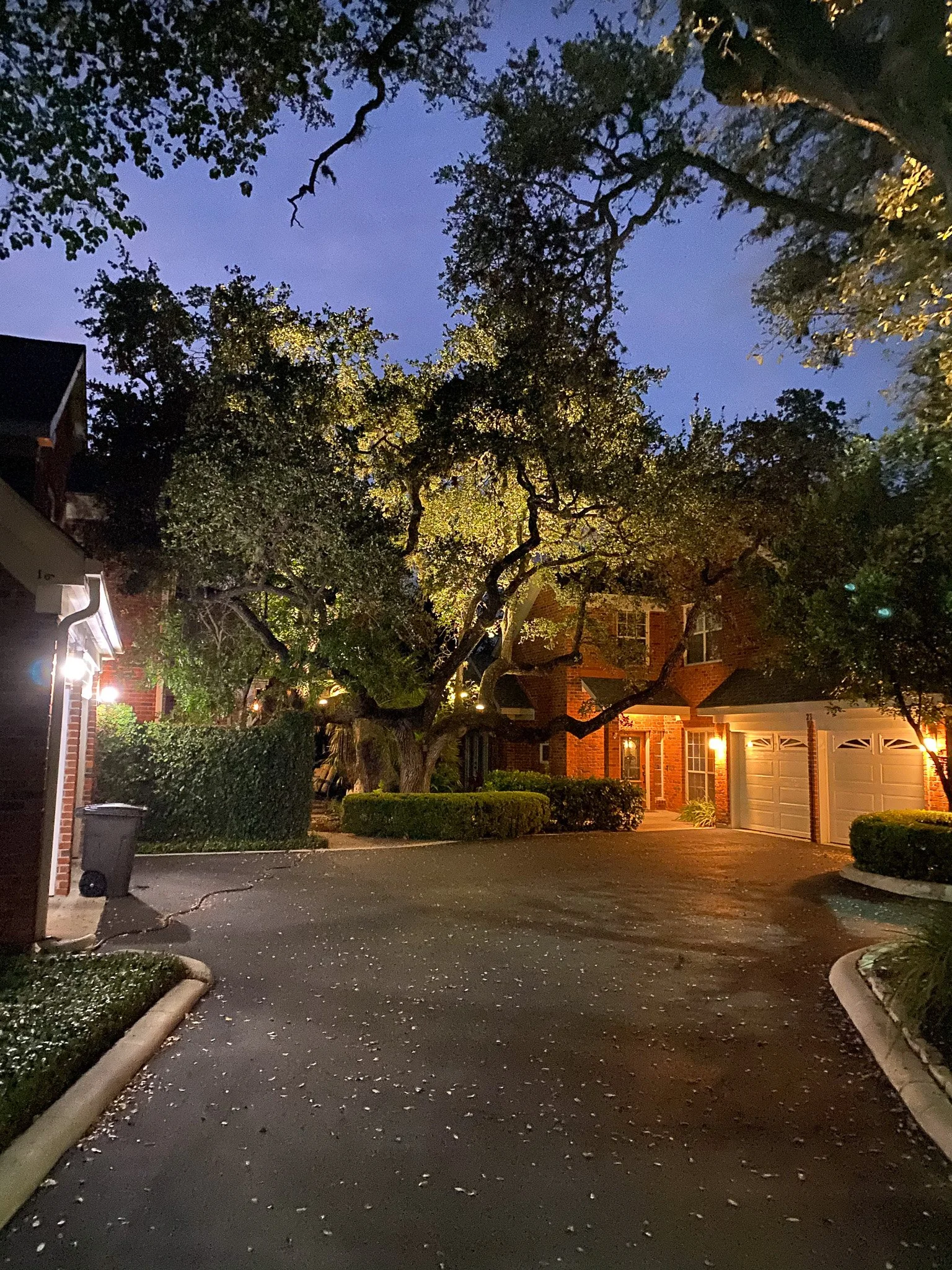 JB Tree Lights.jpg