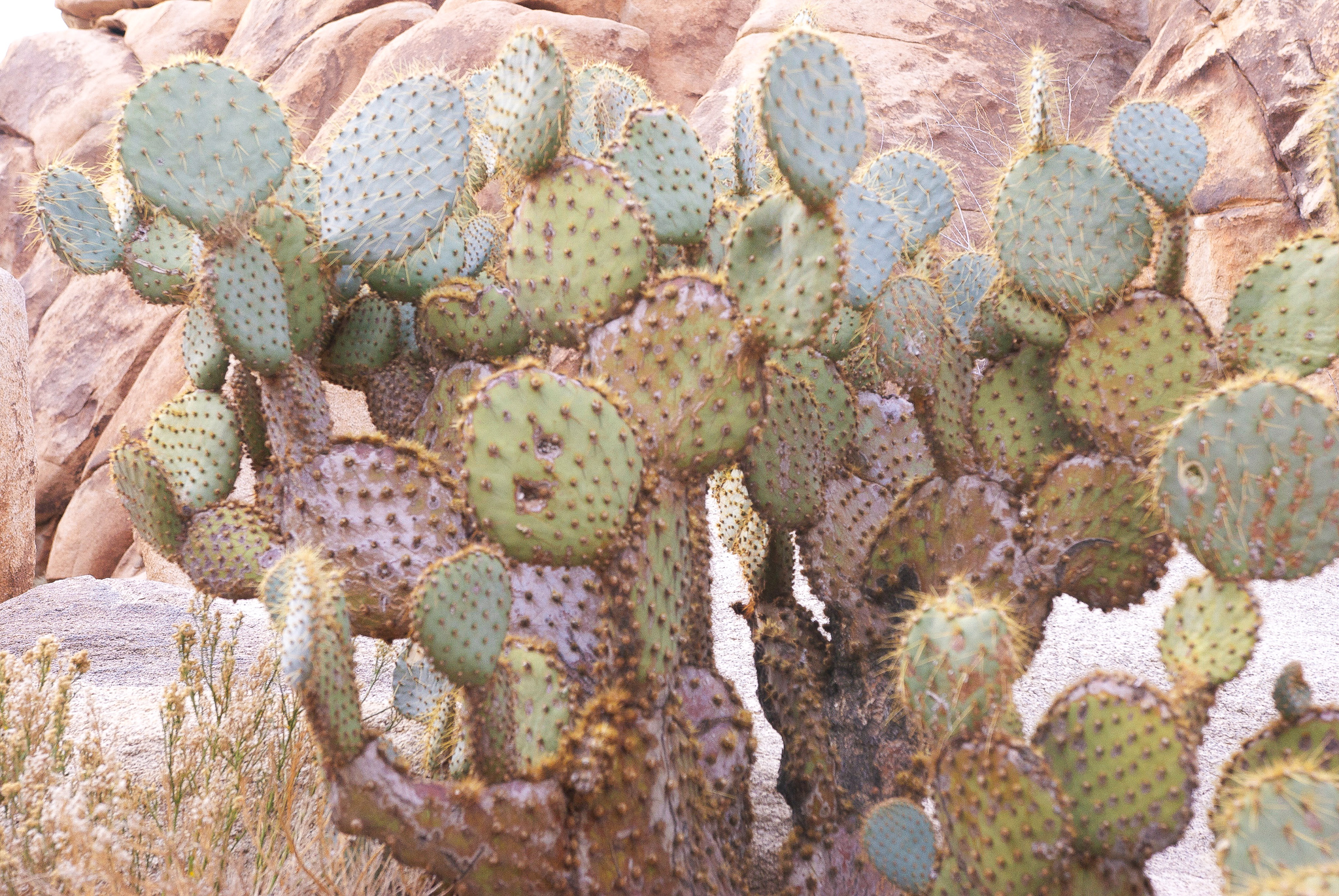 Cactus.jpg