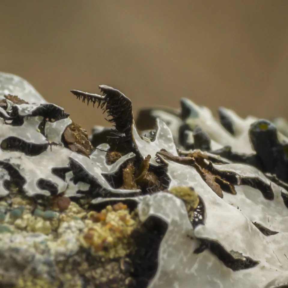 Lichen battle