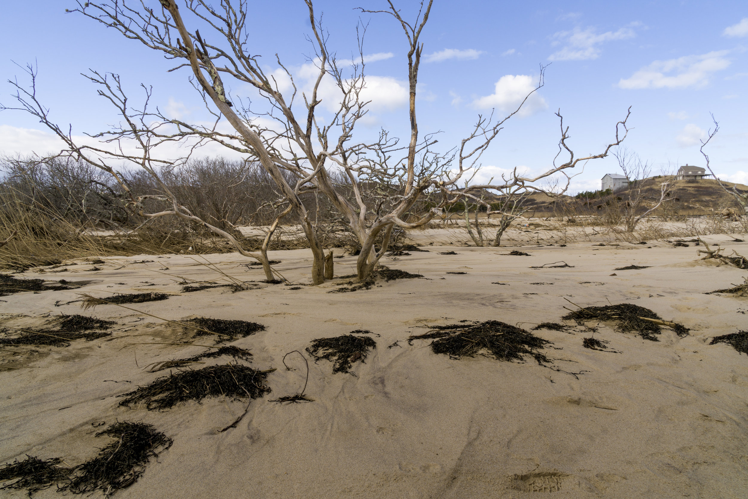 Dune blowout at headwaters of Pamet River