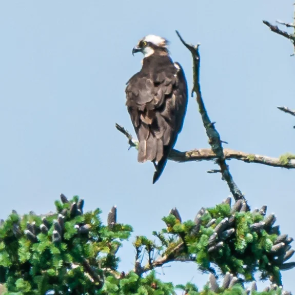 Here a mother Osprey is sitting near but not in her nest. One of her three chicks is almost ready to fledge.