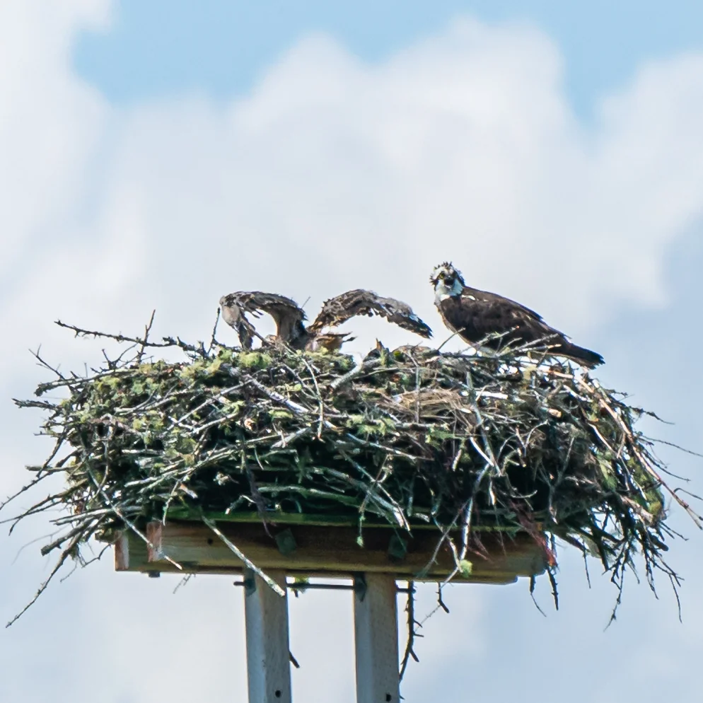 The oldest chick is exercising its flying muscles, but the flight feathers are not quite fully in yet.