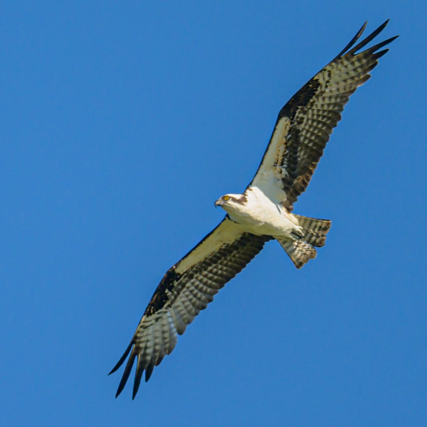 Sitting, an Osprey can be mistaken at a distance for a bald eagle. Flying over water in search of fish, its white breast and wings make it easy to distinguish.