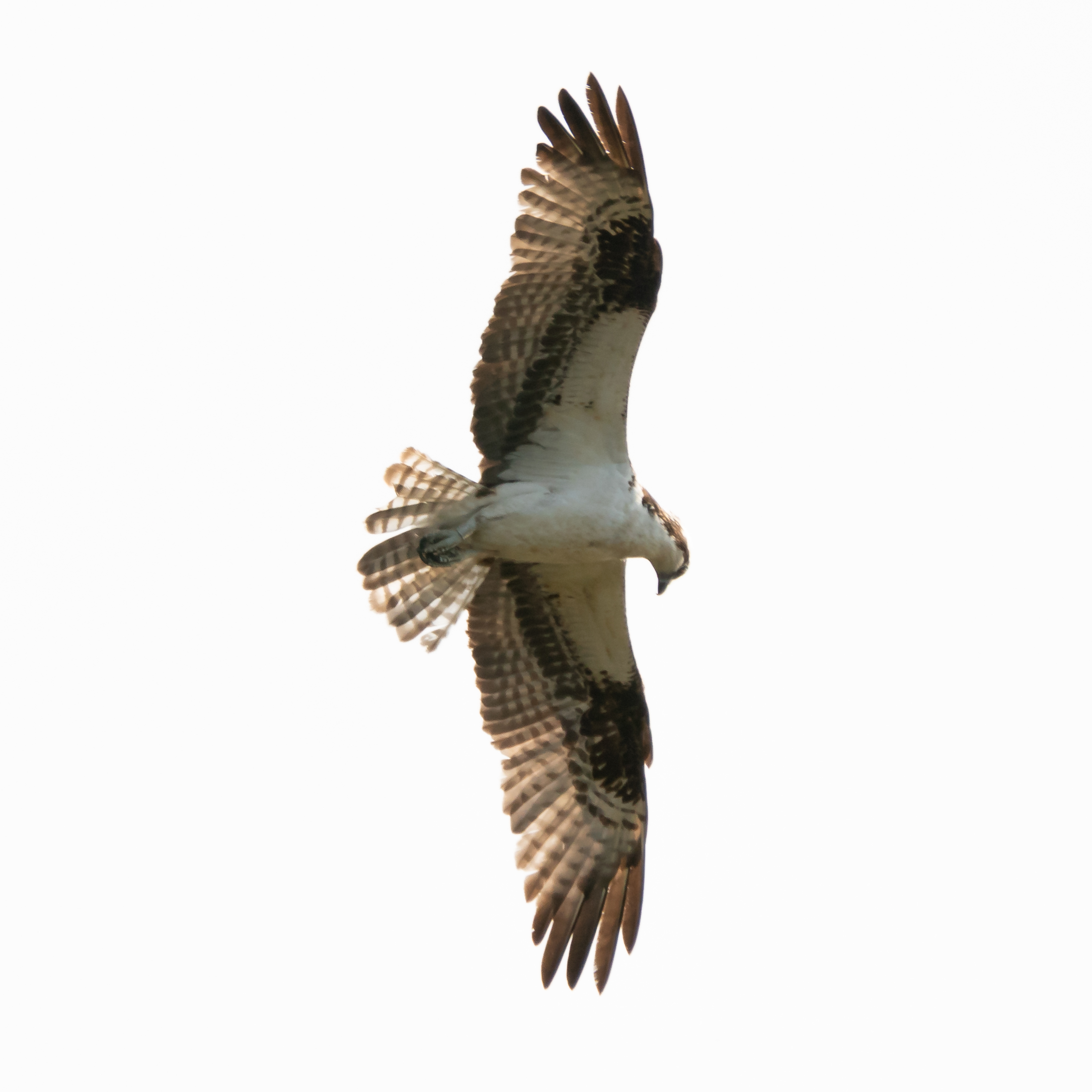 To know what an Osprey is looking at, it is important to remember that their eyes are more on the sides of their heads than on many raptors.