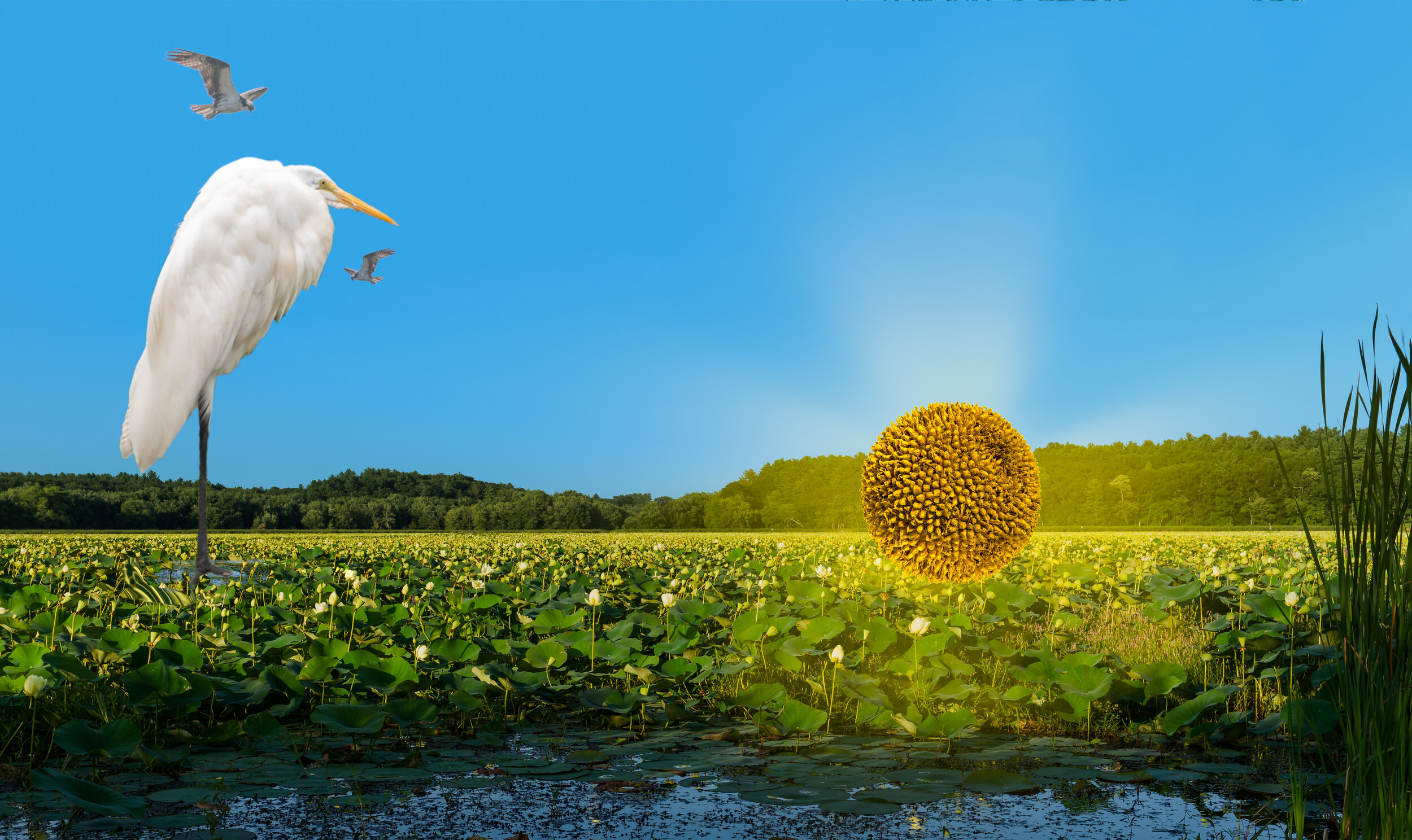  The base image is a large marsh filled with lotus blossoms and seed pods. To me this made Great Meadows in Concord a magical place.  So I added a huge Great Egret, guardian spirit of all birds, with a crown of flying osprey.  The Egret is watching a