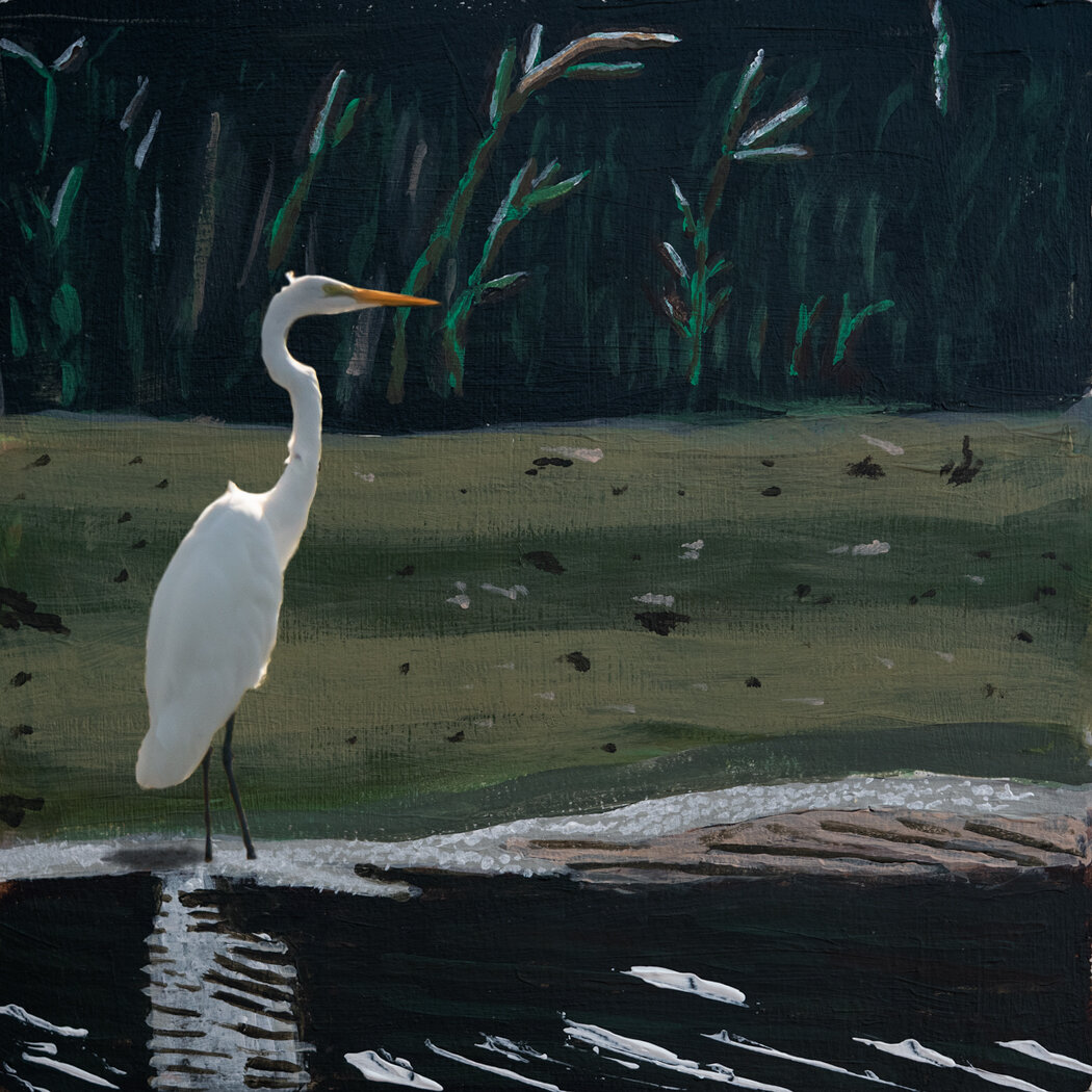  This is a snowy egret and the background has been painted in acrylics. By this time I had much better painting skills. Compared to the first mixed composite, this background deviated more from the reference image. 