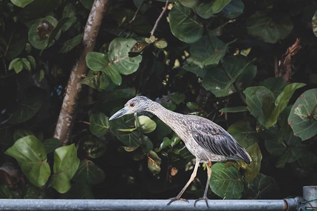 This friend visits  us every night!
.
.
.
.
.
#culebra #puertorico #flamecobeach #playaflamenco #playita #sunlife #saltlife #sunbathing #snorkling #fishing #boating #sunshine #discoverpuertorico #visitpuertorico #fabieloz @fabieloz #birdwatching #bea