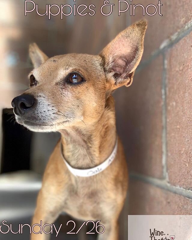 This is Oak! Oak is a sweet and mellow 4-year-old chihuahua mix. He is a very good boy who loves people and socializing. He is good with kids, and will happily greet anyone who approaches him. Oak's favorite thing to do is nap in the sun.
Please jo