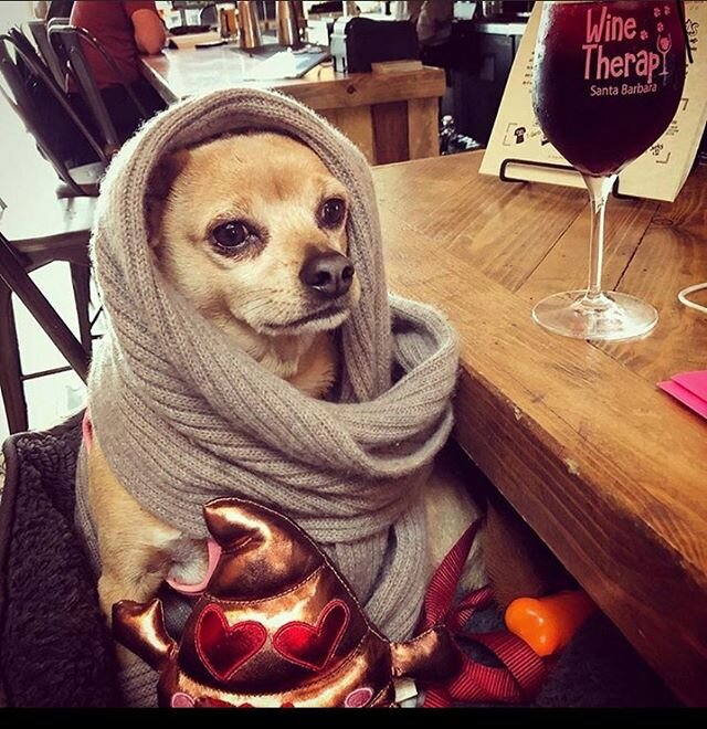 Dog of the month for March is Tanner!! Congrats, you win a $50 gift card as well as your picture proudly displayed on our bar front, enter to win dog of the month by taking a picture of your dog anywhere in our bar or patio and tag us! ——