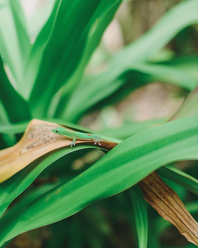 Mo'o
&bull;
&bull;
&bull;
#hawaiintimateweddings #hawaiiweddings #hawaiiintimateweddingcoordinator #hawaiiintimatewedding #hawaiielopement #hawaiielopements #hawaiielopementplanner #hawaiiwedding #hawaiisimplewedding #oahuweddings #oahuwedding #oahuw