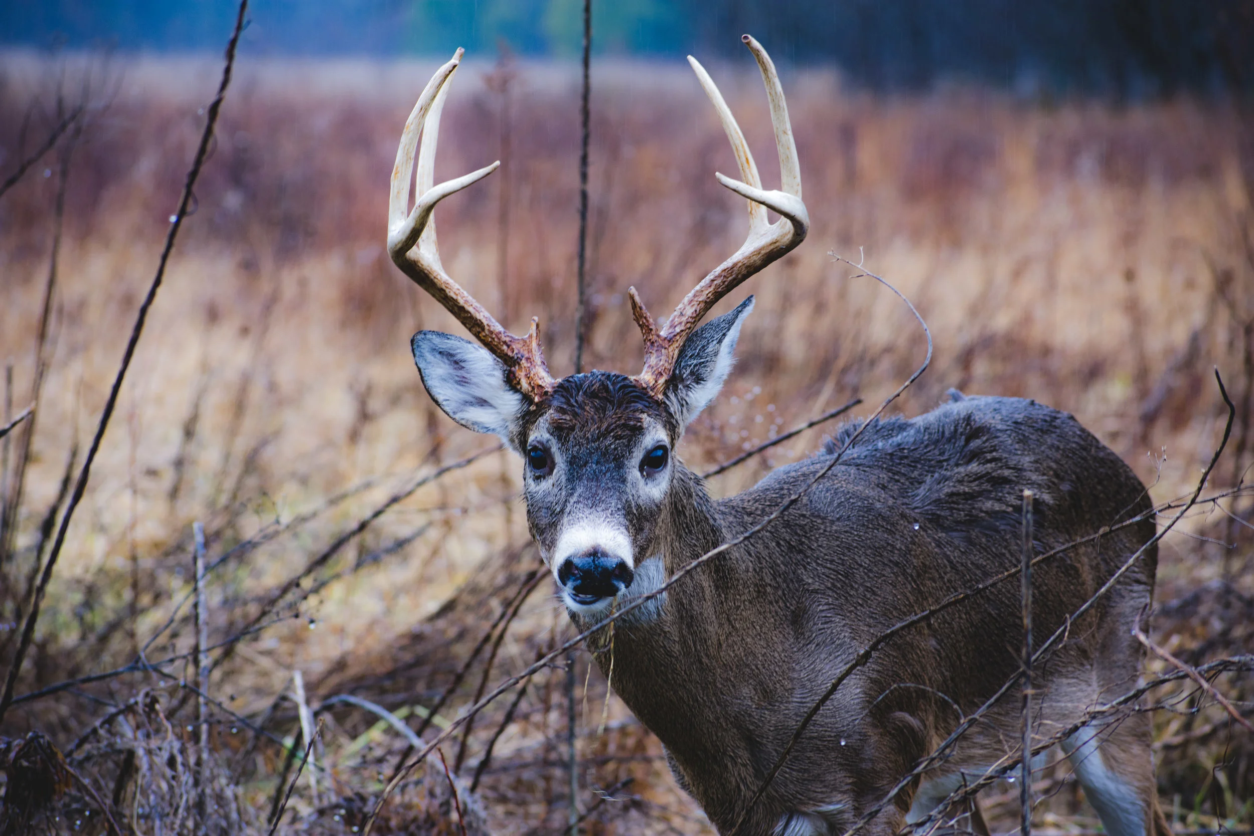 It's important for me to tell you that while I did approach the field this buck was eating in, he willingly approached me -- not the other way around. It was one of my more surprising encounters.