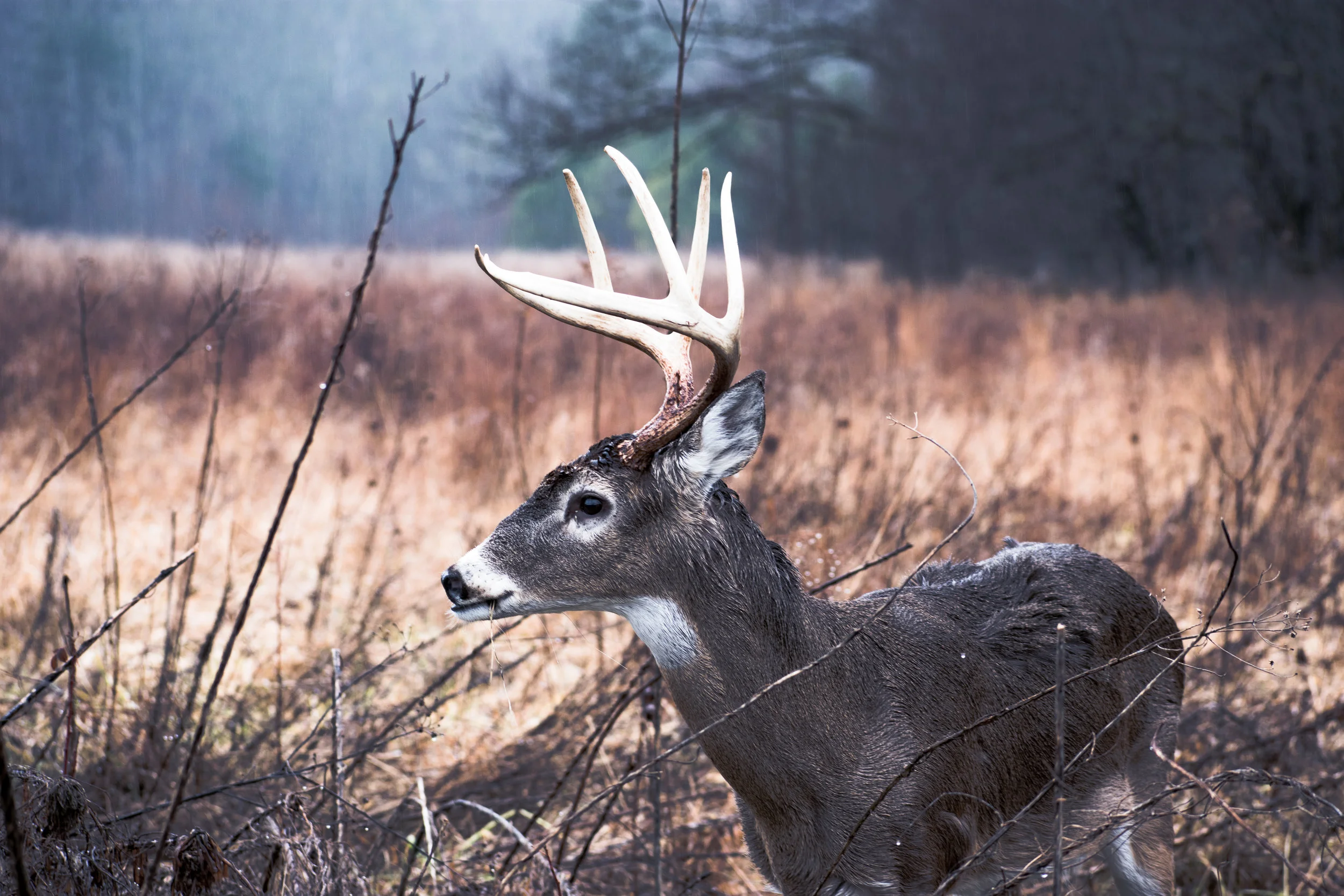 This buck approached me with a mouthful of grass so I sat down and enjoyed the morning with him. 