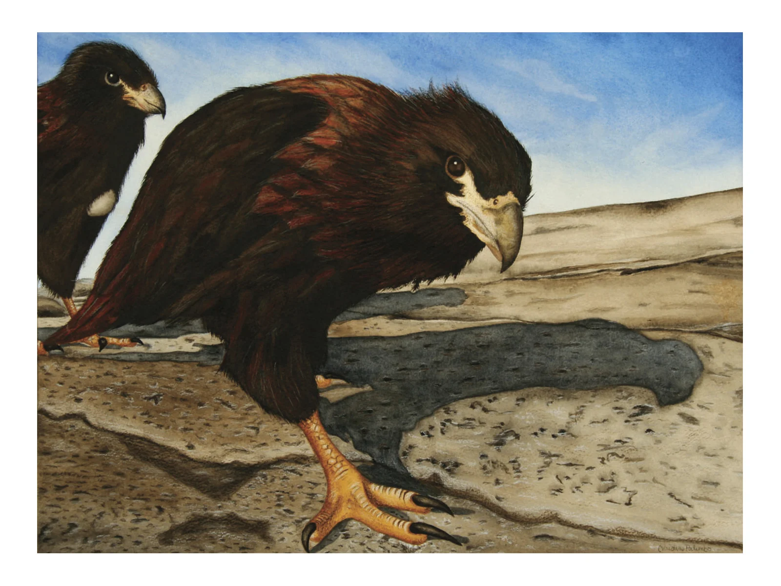 EAGLES • watercolor & color pencil