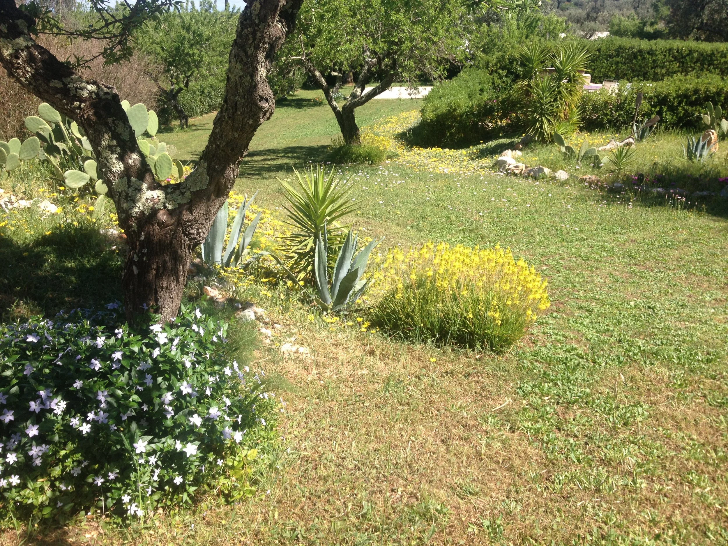 almond trees.jpg