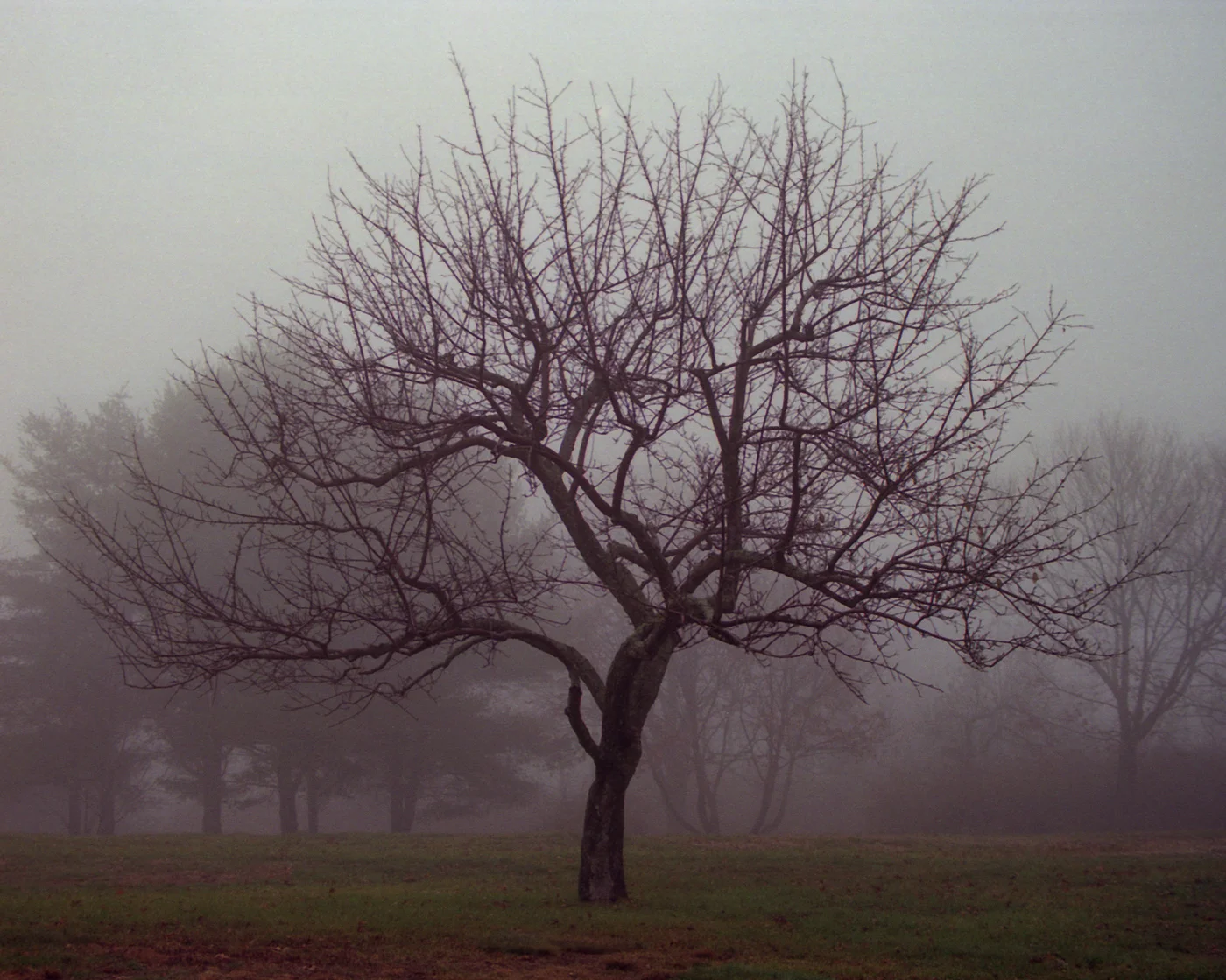 Bare tree in morning fog — fine art photograph by Andrew Haagen, Studio 123, Los Angeles
