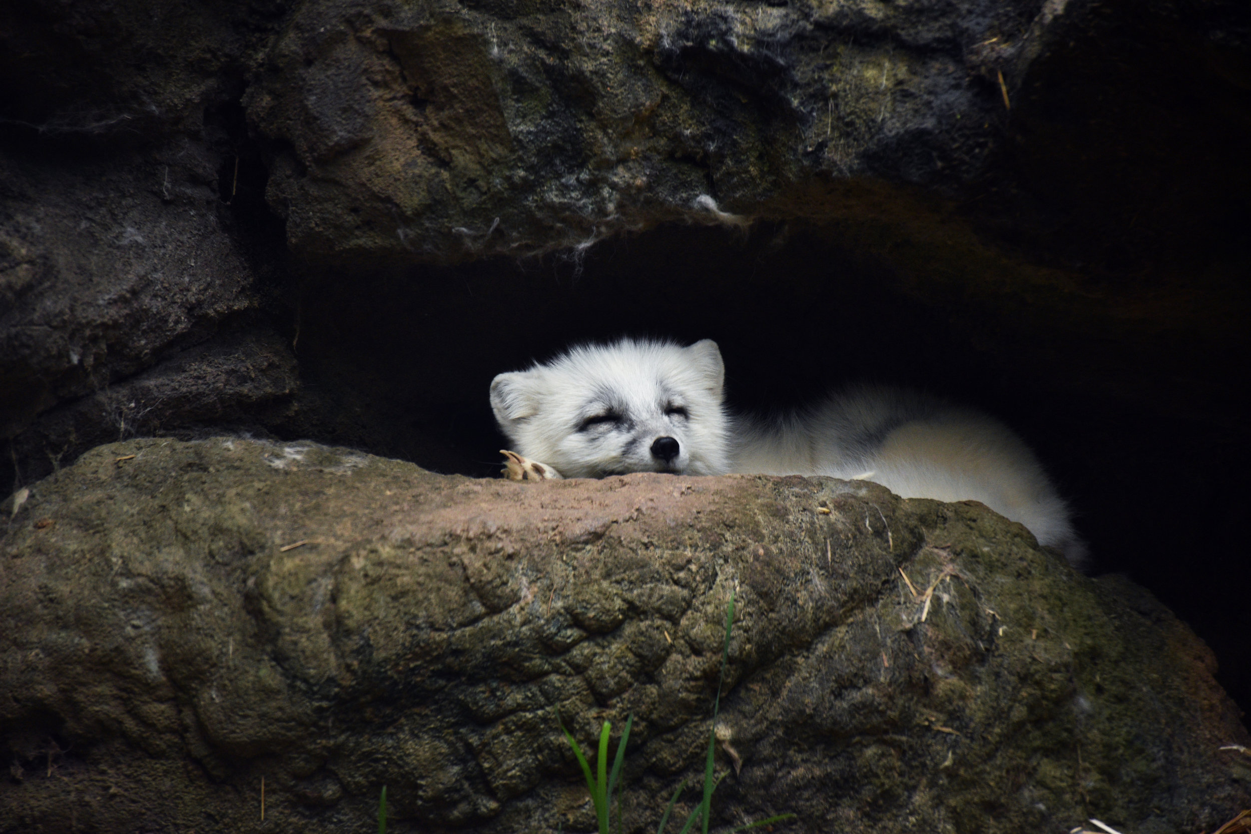 An Arctic Fox naps in the heat of the day at the North Carolina Zoo