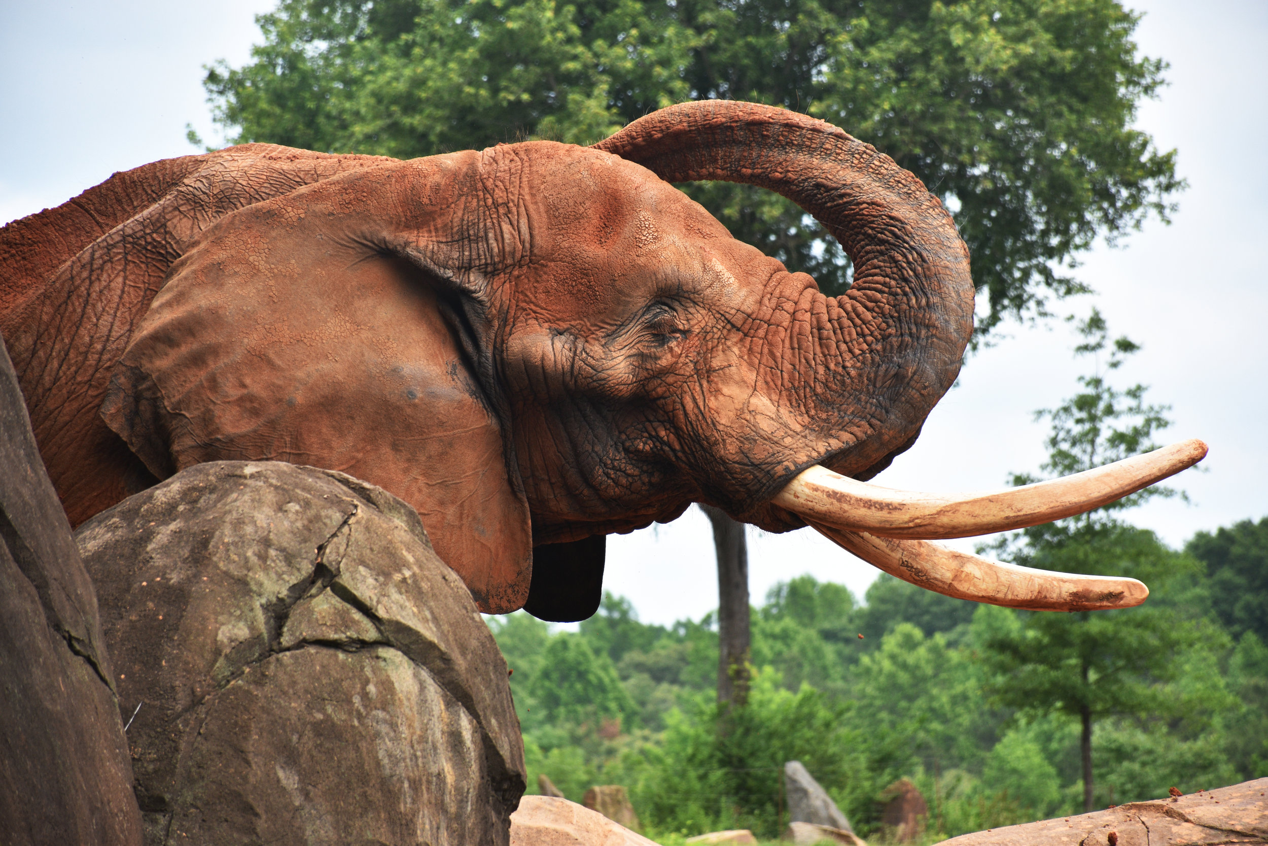 An elephant bathes itself in mud