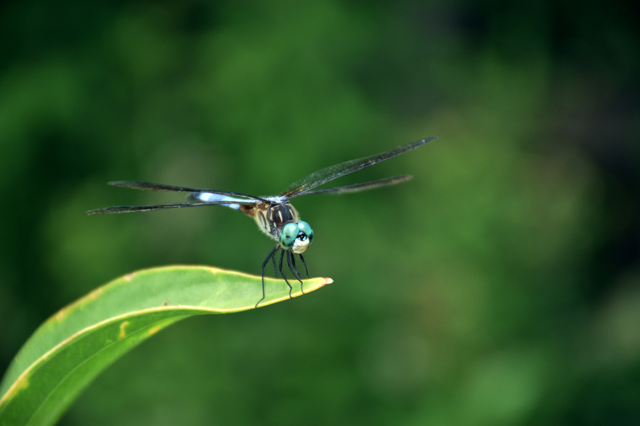 A dragonfly perches on a leaf