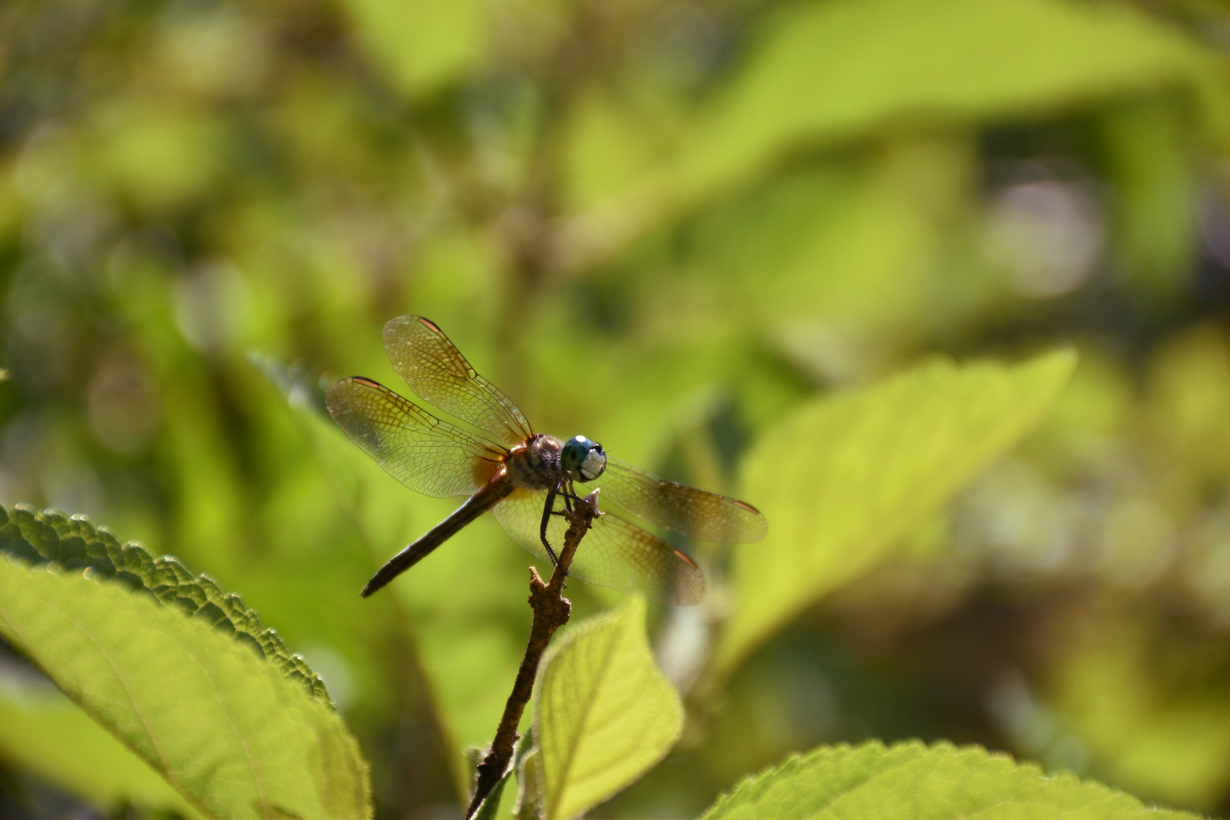 A dragonfly stretches its wings