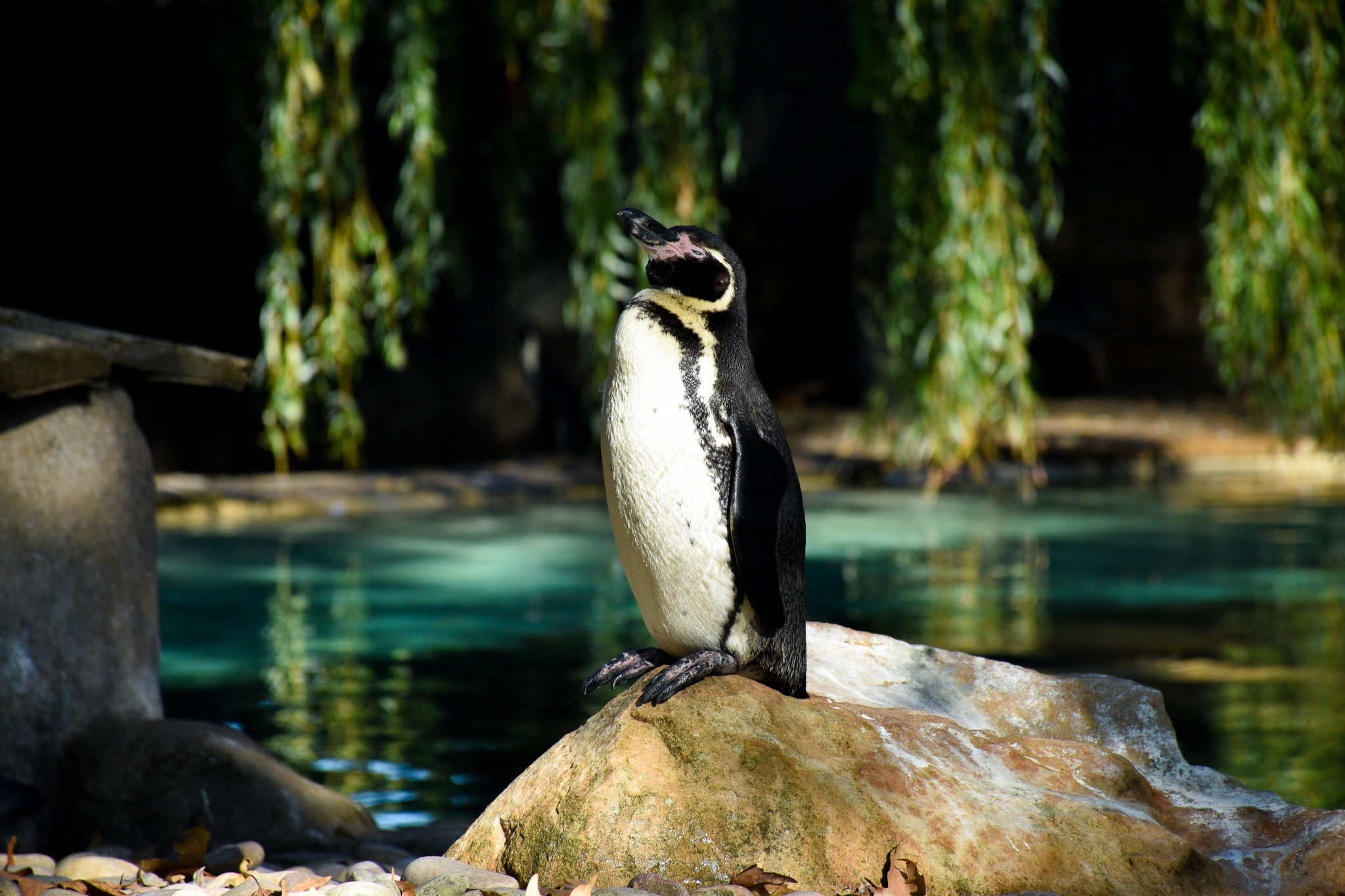 A penguin bathes in the sun at the London Zoo