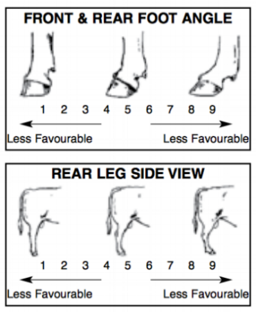 Beef Class Structural Assessment 1.png