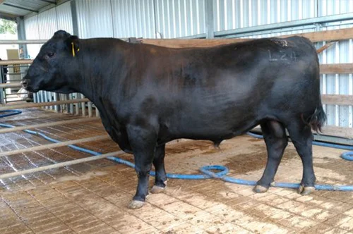 LANDFALL LEONARDO L24 Our pick of the All In sons for use in AI over heifers. A light birth weight sire with growth and carcase quality. Out of a strong maternal pedigree with Modest and Theo. Leonardo has one of the most unique data sets on Angus breedplan being in the top 1% for all CE traits but still maintaining 400 day growth in the top 7% of the breed.