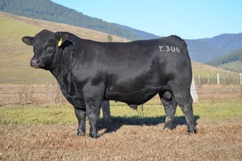 BOWMONT KING K306 Selected for use on his outstanding individual performance and phenotype. An embryo calf out of one of Landfalls greatest donor cows in D58. A thick and well muscled young sire with excellent structure.