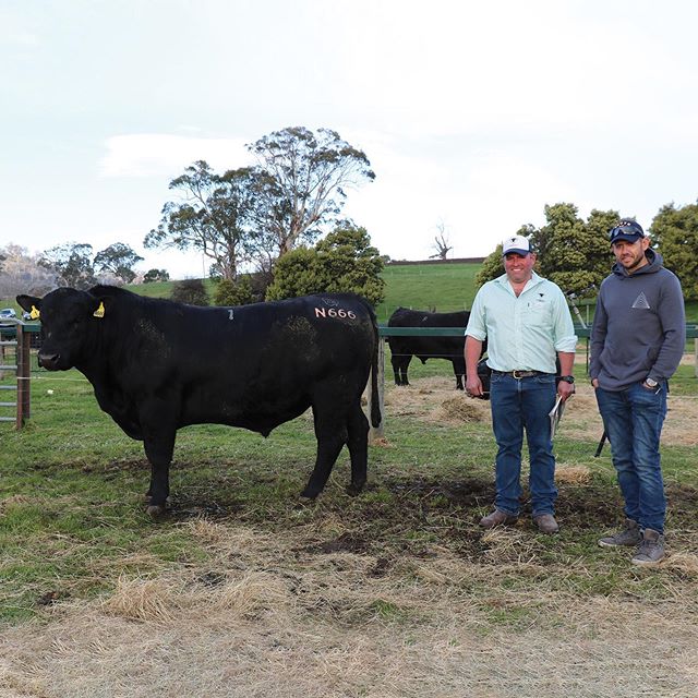 A big thank you to everyone who attended yesterday's Annual Spring Bull Sale. 
The Spring weather was turned on for us and we saw 100% clearance rate of 109/109 bulls sold with the top price of $19000 for Lot 1 Landfall Keystone N666, sold to Josh&nb