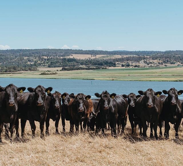 March is here, meaning it is officially sale month! 
We are now in countdown mode and the team here at Landfall Angus are getting excited to welcome you to our 42nd annual Autumn on property bull sale on Monday 23rd March 2020. 
With 182 performance 