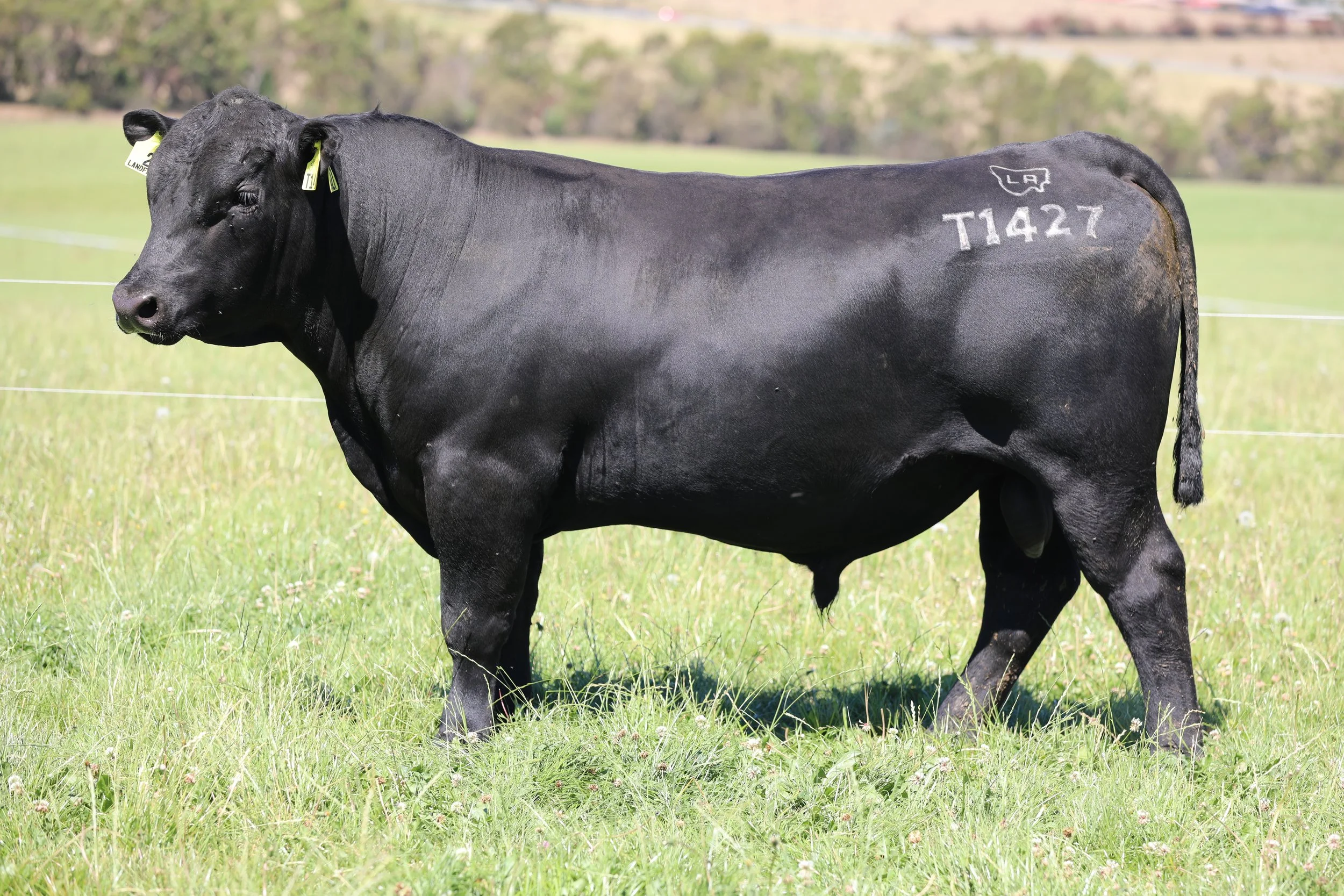 2025 Autumn Bull Sale