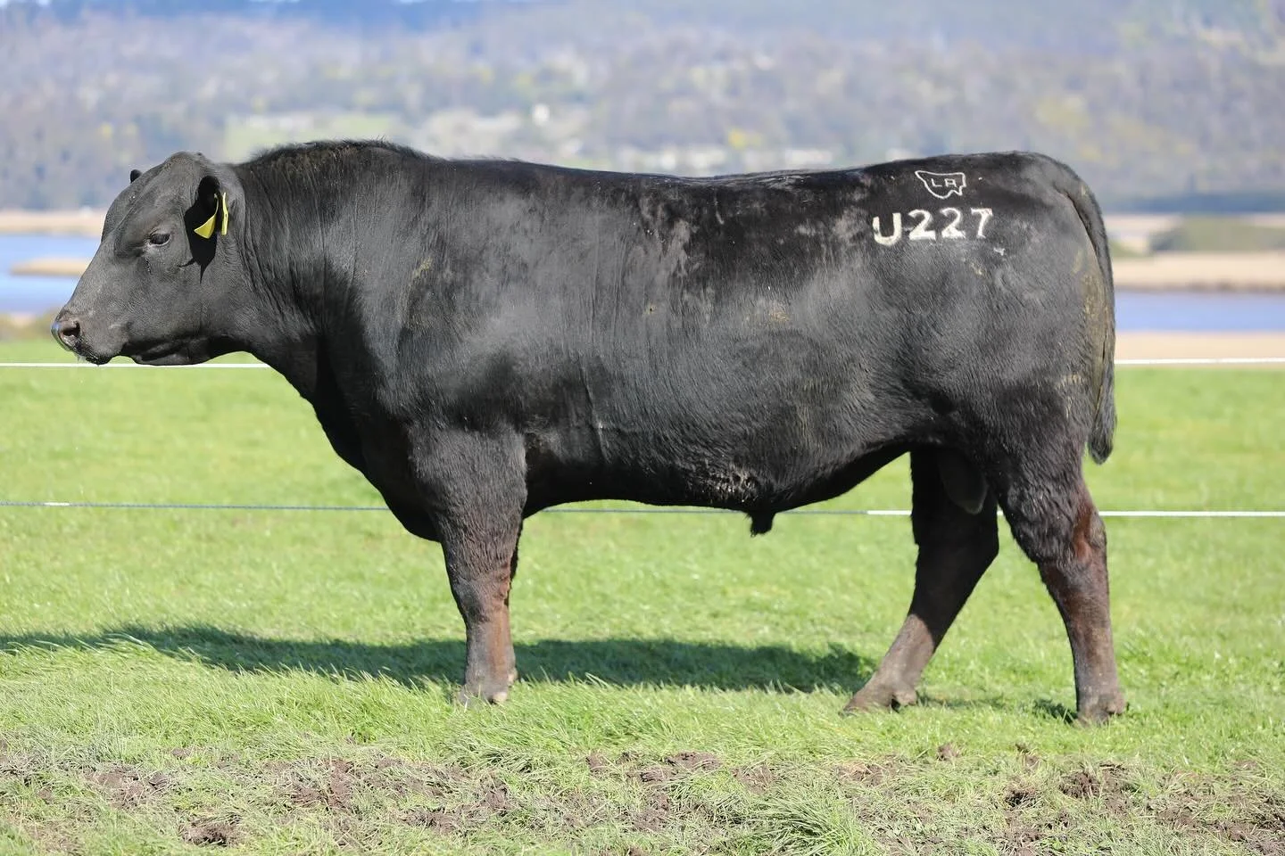 A huge thank you to everyone who joined us and helped make last week&rsquo;s sale such a success! We were thrilled to sell 247 bulls, with Lot 3 (TFA23U227) topping the sale and heading to Te Mania Angus.