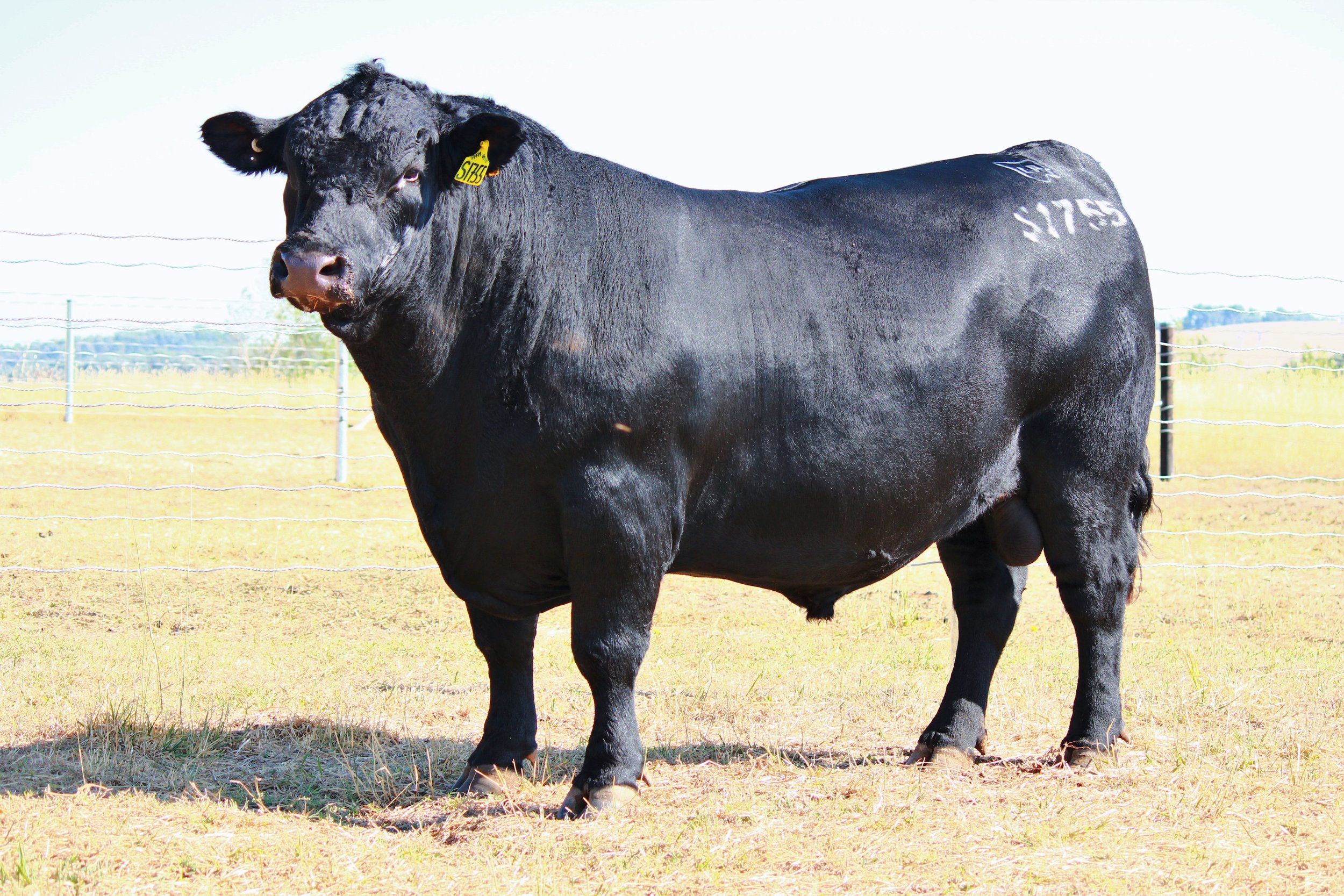 2026 Queensland Bull Sale