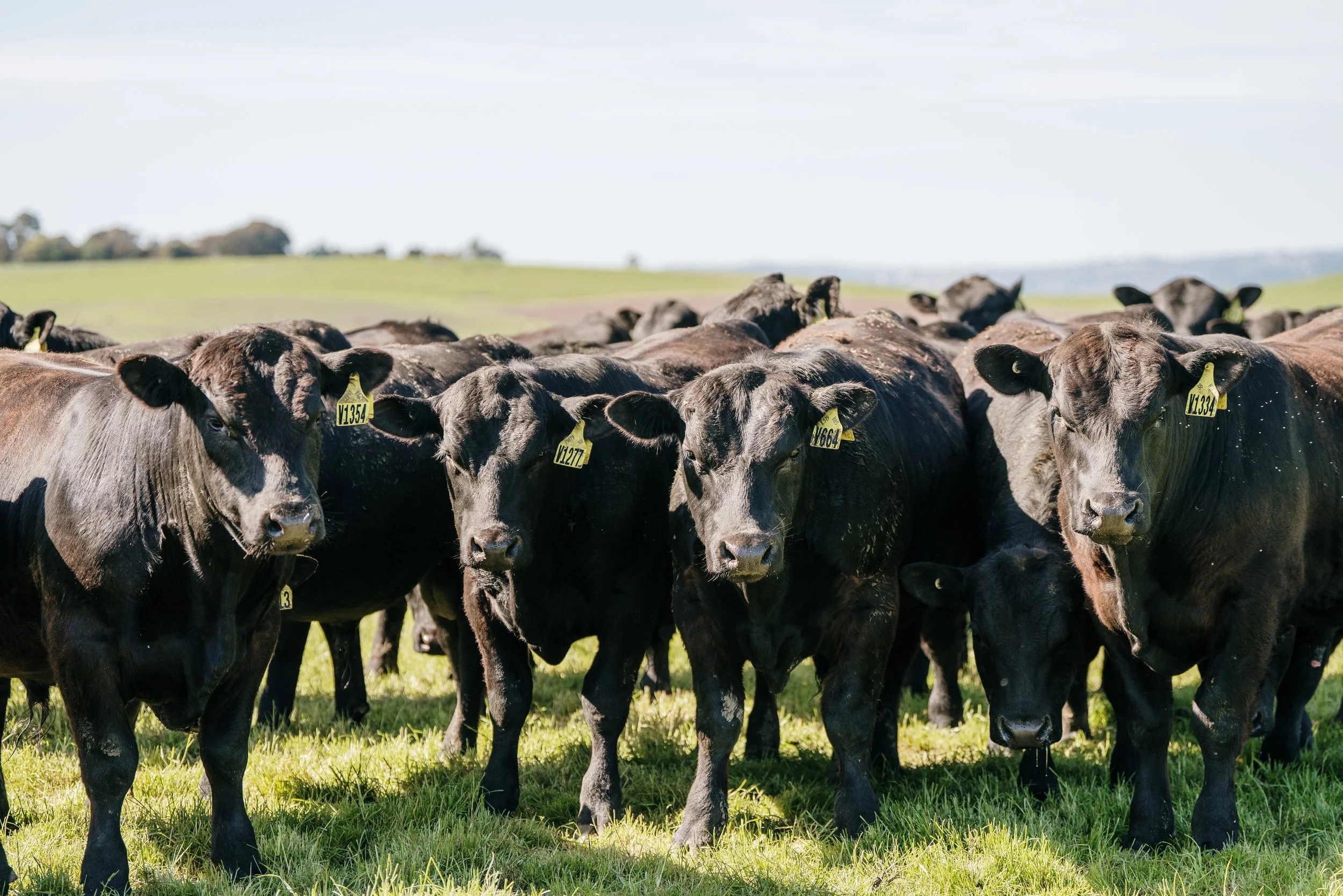 2026 Autumn Bull Sale