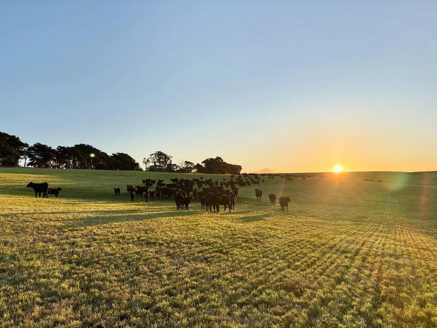 As the year comes to a close, the team at Landfall Angus would like to wish everyone a safe and happy holiday period. Thank you for your support throughout the year &mdash; we look forward to what 2026 has to bring.