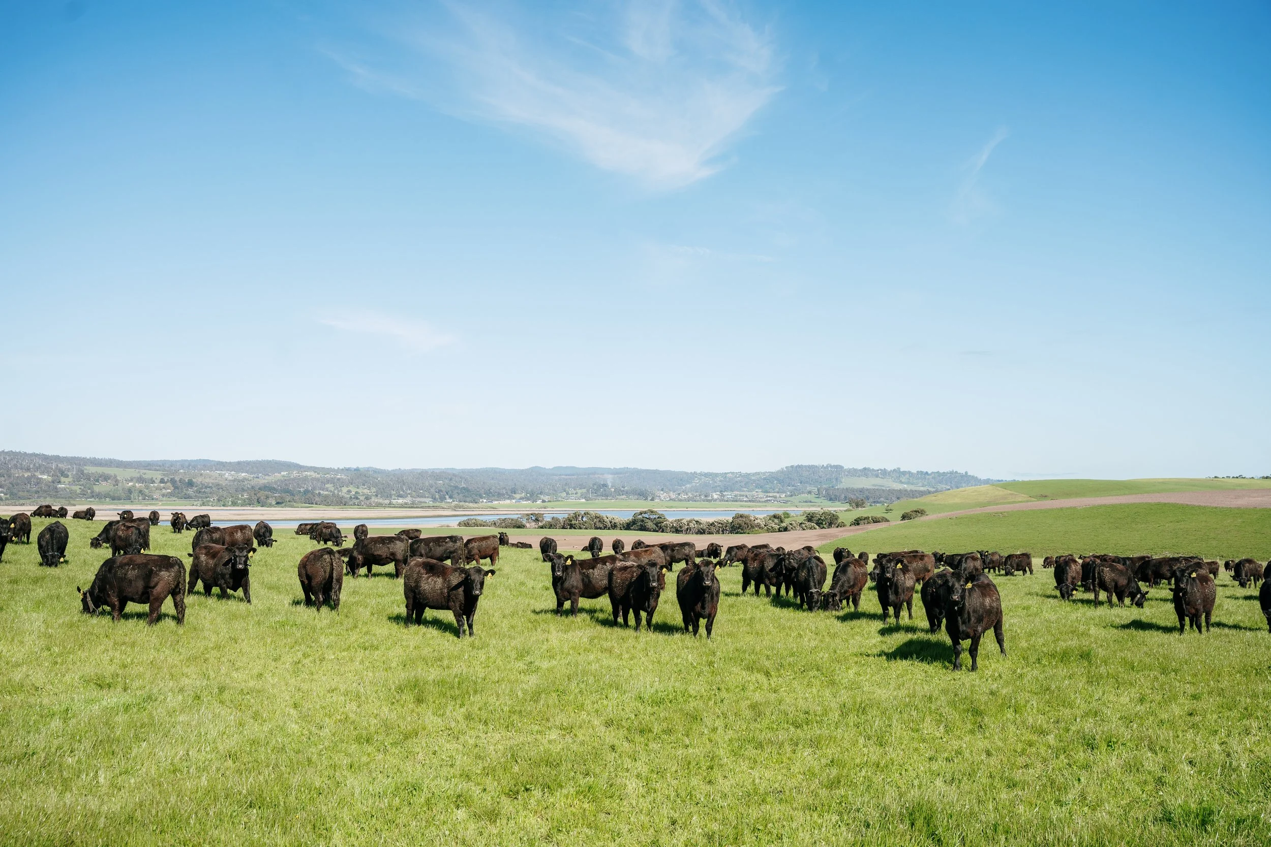 2026 Spring Bull Sale