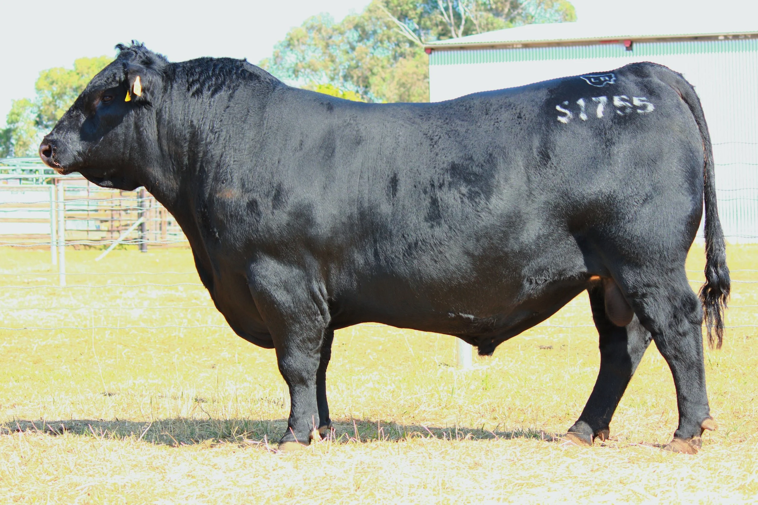 2026 Queensland Bull Sale