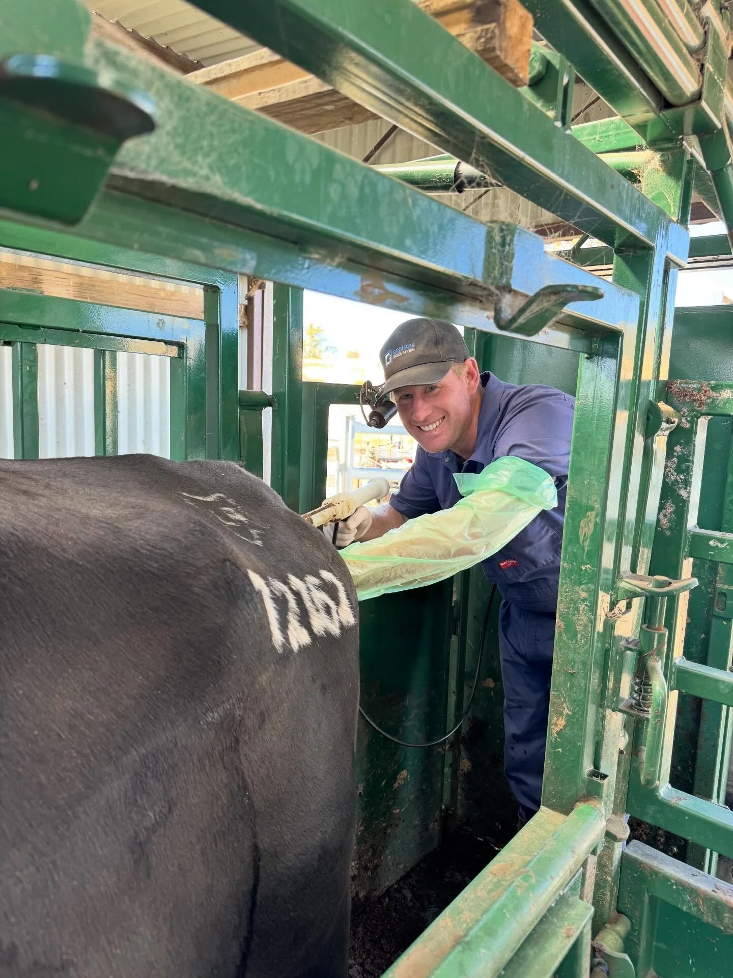 We recently had Shane Thomson from Holbrook Vet Centre at Landfall, with just over 3,500 females coming through the crush to be pregnancy scanned.

By drafting off our empty and late-calving females, we&rsquo;ll now calve down to AI, ET and one round