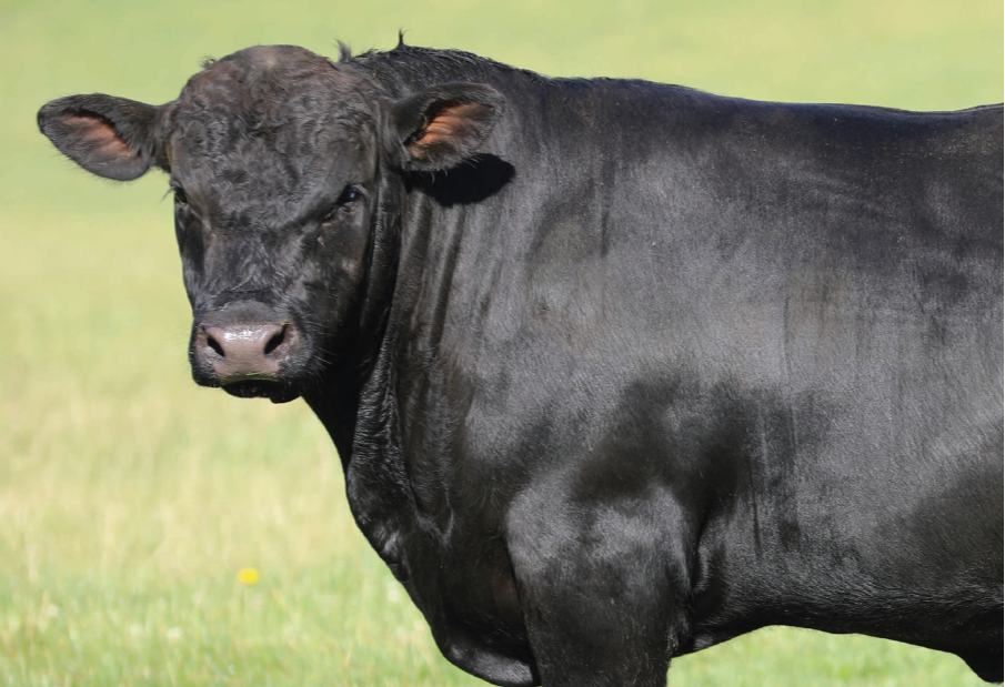 2027 Queensland Bull Sale