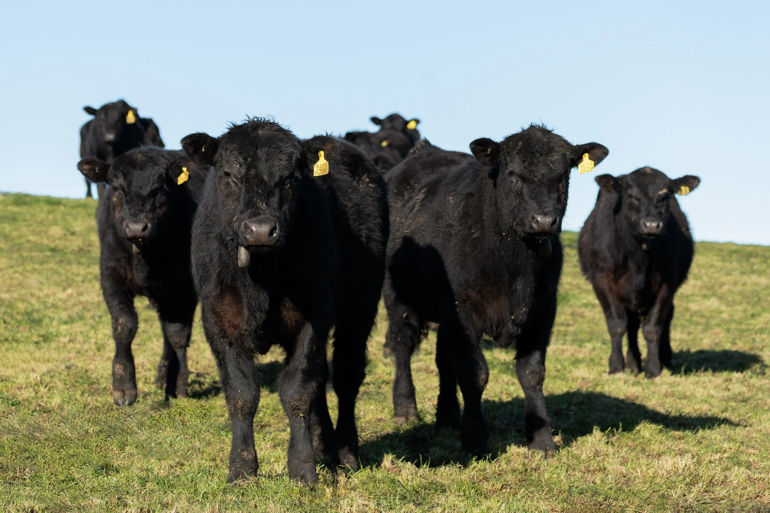 2027 Autumn Bull Sale
