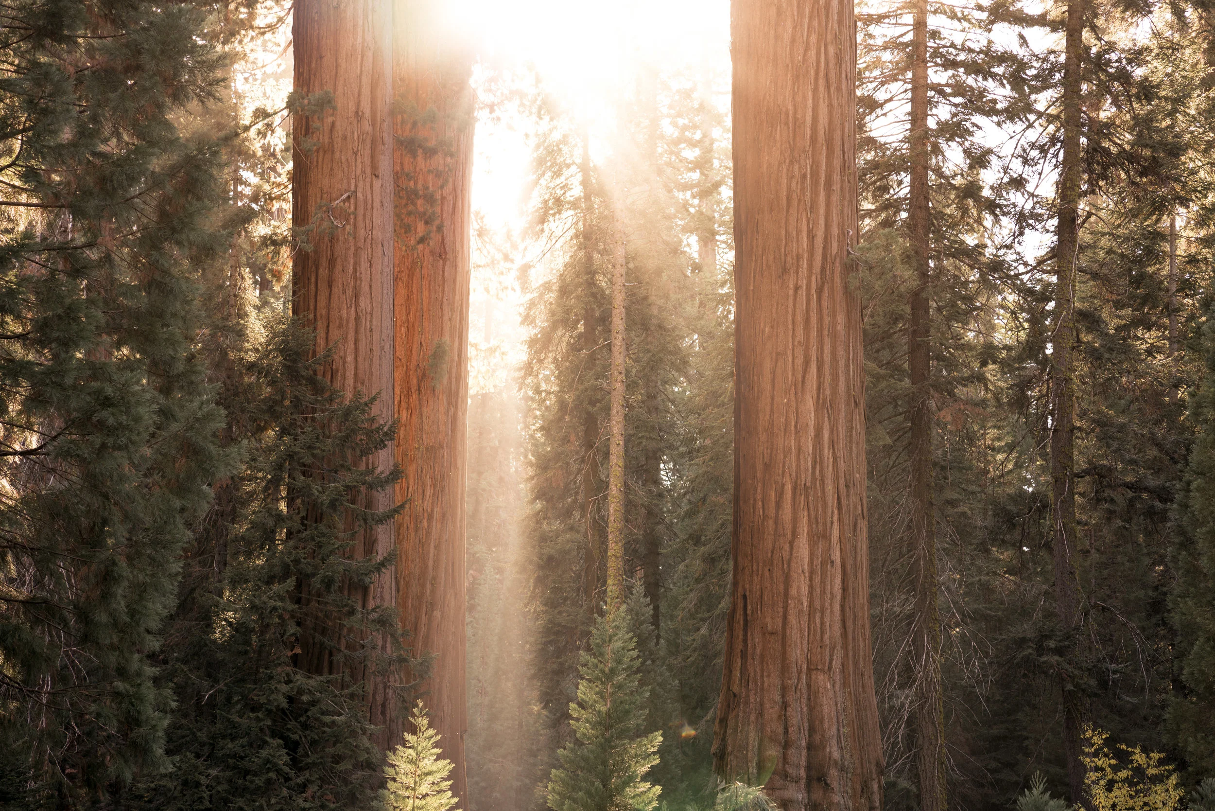 SEQOIA NATIONAL PARK, CALIFORNIA 