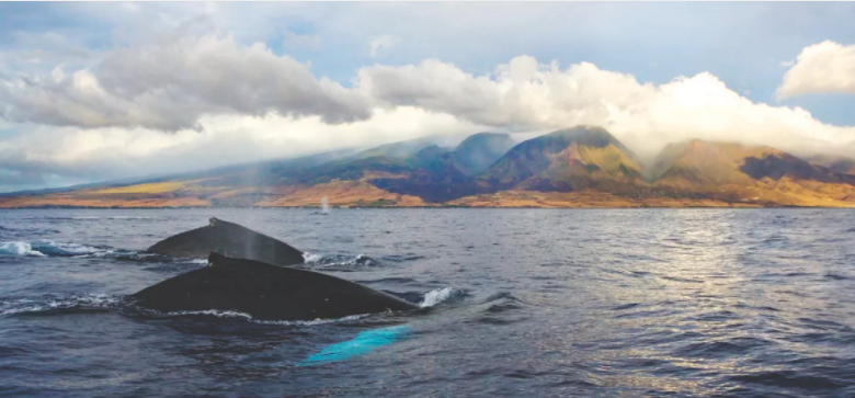 WHALE WATCHING TOUR Leaving from both the Lahaina Harbor and Maʻalaea Harbor, Pacific Whale Foundation hosts whale watch tours during humpback’s mating season, December - April. Informative tour guides and the excitement of hearing whale song makes …