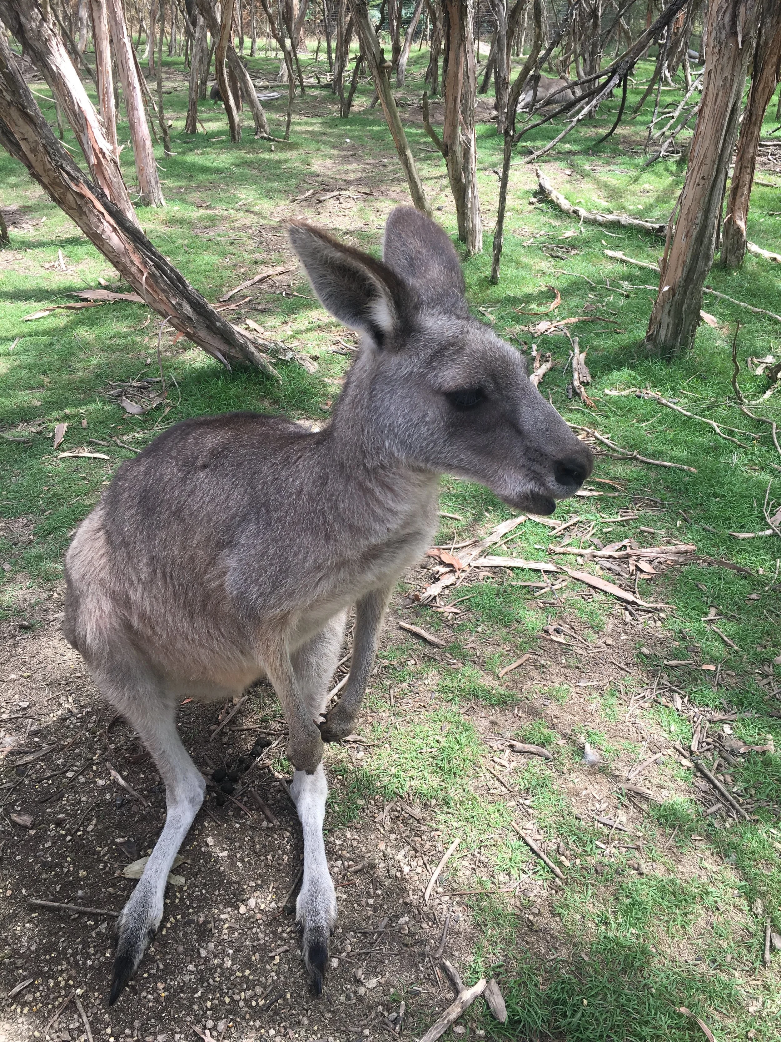 kangaroo.jpg