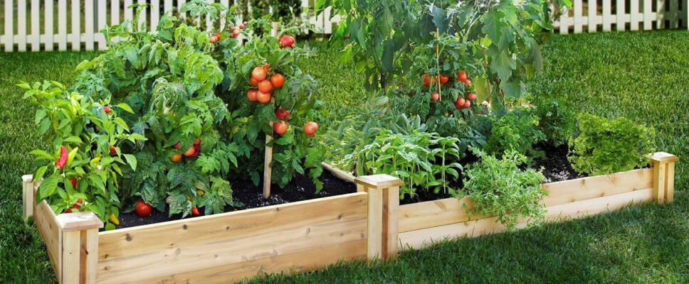 vegetable_garden_veggie_patch-1.jpg